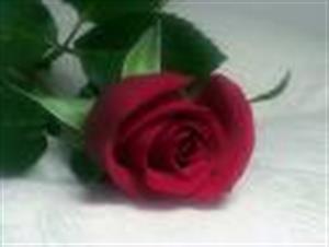 Photo 213343