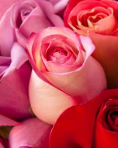 Photo 878739