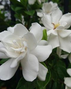 Photo 882589