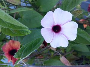Photo 898878
