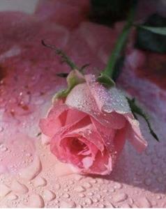Photo 966983