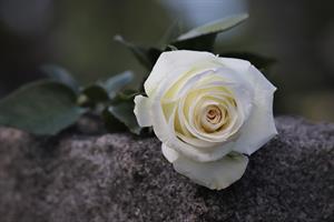Photo 967815