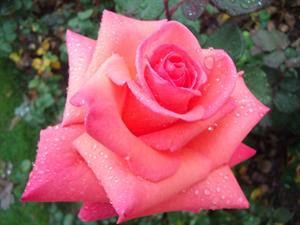 Photo 969635