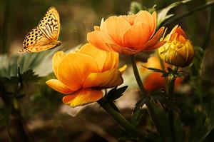 Photo 971708