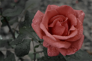 Photo 974001