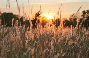 Photo 976991
