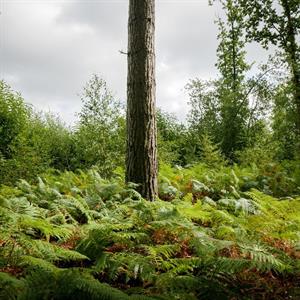 Photo 982599